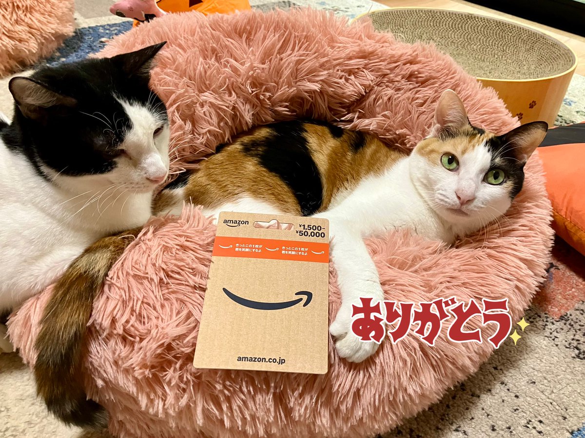 😺和猫かふぇ@横浜三ツ沢😸（完全予約制1名様でも貸切） on X