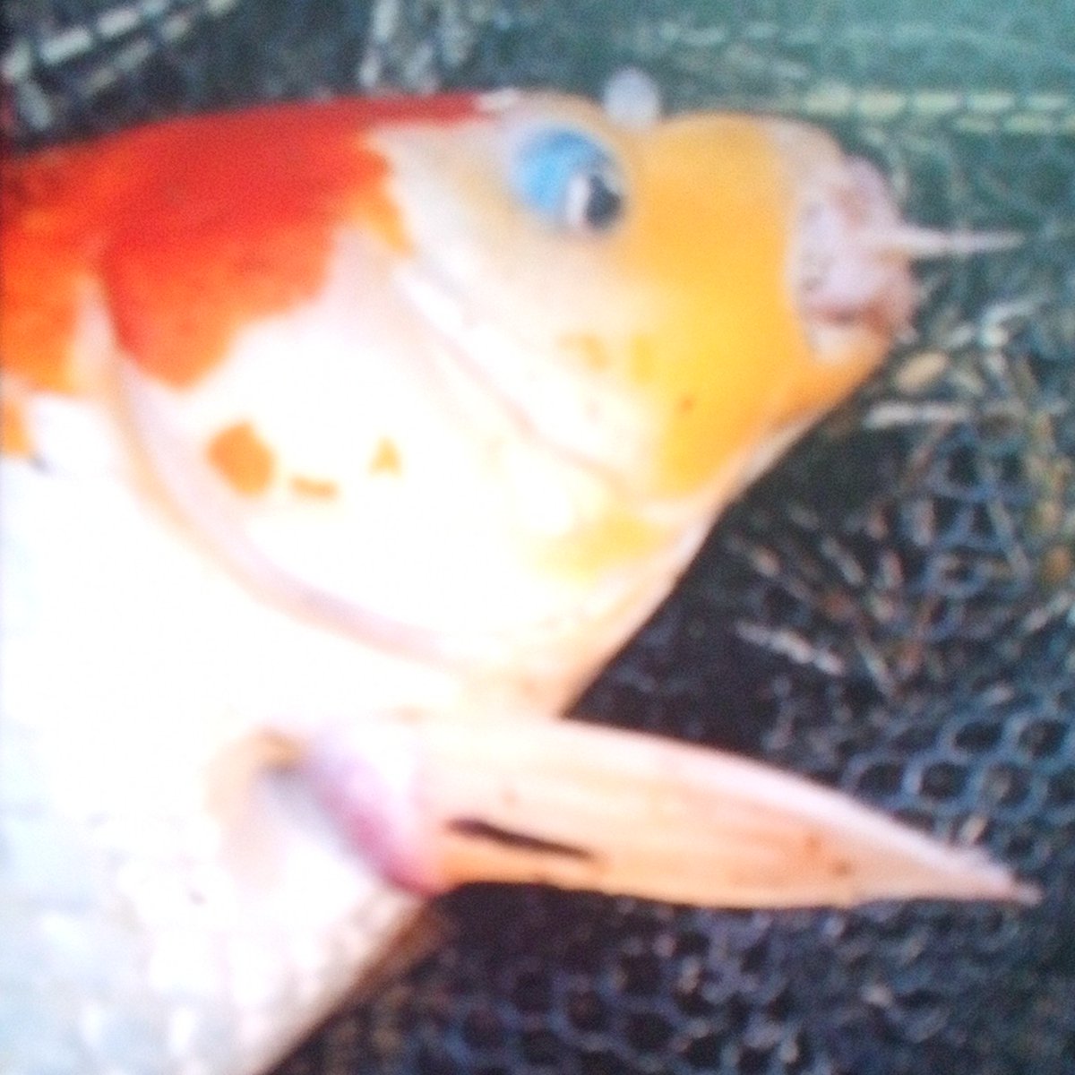 ポメころび様 タイトー限定]びちびちホオジロザメころりんギミック2 - メルカリ