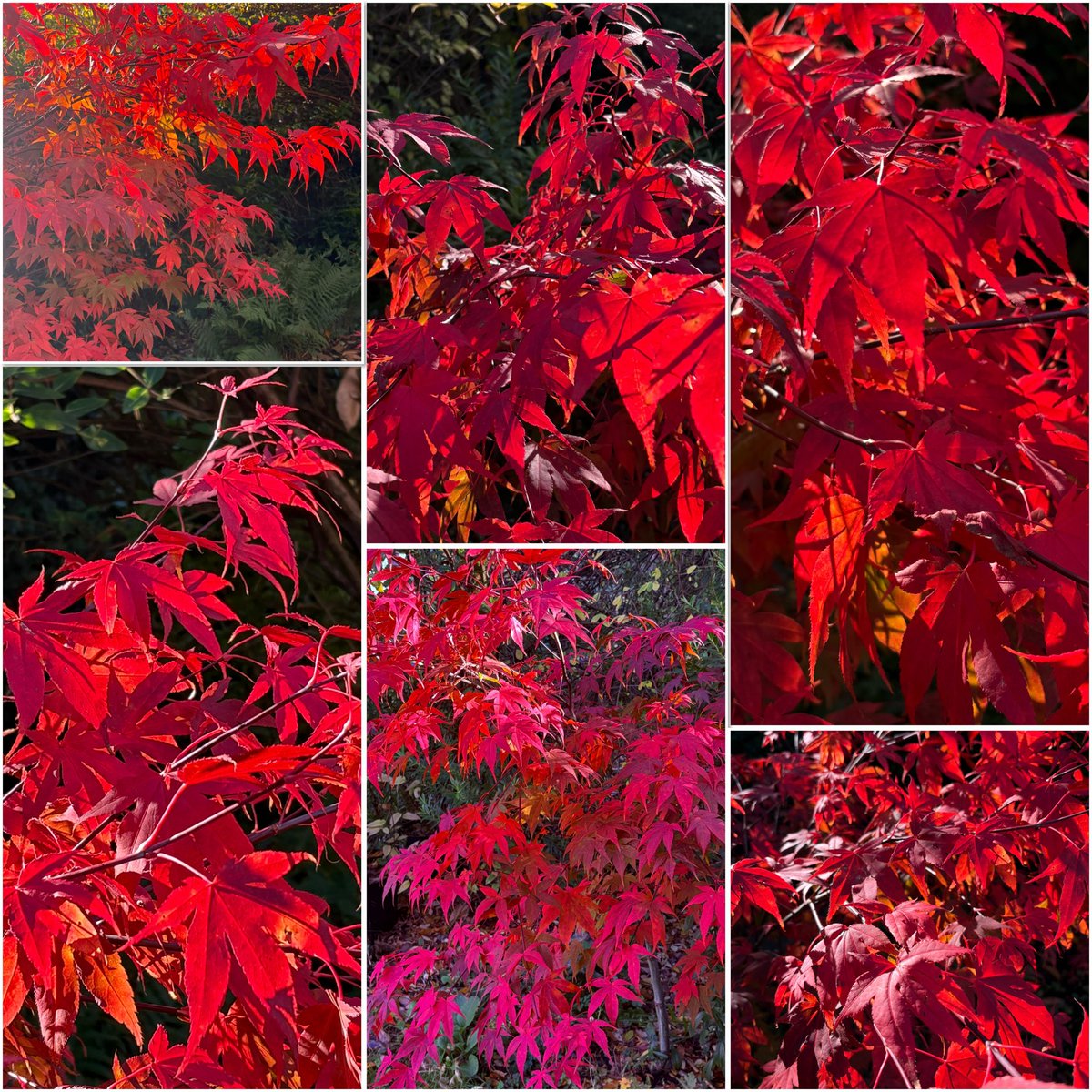 Plenty of colourful flowers around but it’s the stunning autumn colours of the gardens Acers that are this weeks #SixonSaturday showstoppers. Have a great day everyone🍁🍁