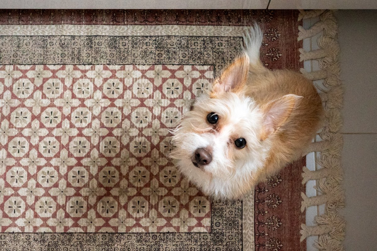 Самая голодная собака на свете. Эти глаза не могут лгать.