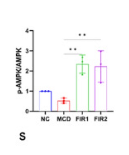 Far infrared light (FIR) for fatty liver 🔴

Mice were fed a fat-promoting diet to induce NAFLD, then treated with FIR at body-like temperatures (39–41°C) for short sessions.

FIR cut liver fat by 30–50%, lowered FASN and inflammatory signals (e.g., TNF-α, NLRP3), and shrank scar