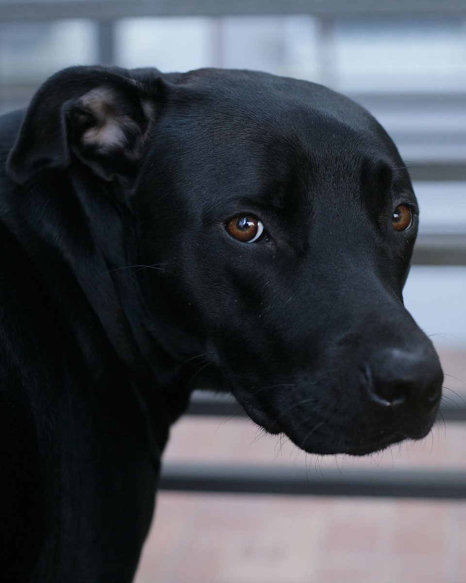 Thanks to supporters like you, our Animal Crimewatch service helped expose a dog-fighting ring featured in a recent BBC investigation. 

But there are still more dogs who need saving. Help us keep Animal Crimewatch running &amp; help end dog fighting for good. leagueacs.co.uk/g7VeL