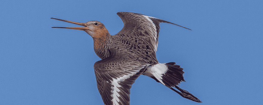 Nederlanders vinden dat het huidige kabinet natuur en vogels onvoldoende beschermt: Nederlanders maken zich zorgen over het verdwijnen van vogelsoorten in ons land. Ze vinden dat de politiek meer prioriteit moet geven aan een gezonde leefomgeving voor… dlvr.it/TNt69f