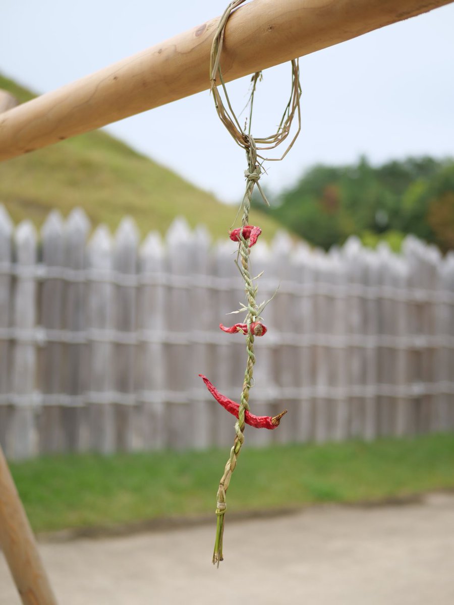 もののけの里で、稲の脱穀やわら細工体験を行いました。エリア内で収穫した稲を脱穀機にかけた後、風選(ふうせん)で良いもみを選別。わらひもを使った飾り作りにも挑戦してもらいました。自分なりのアレンジを加えながら楽しんでいただけたようです。明日も午前11時から体験イベントを行います。