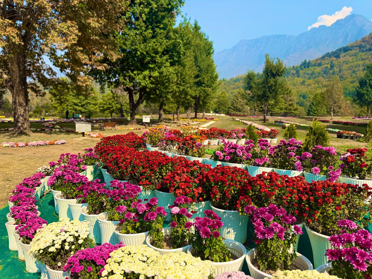 tanvirsadiq's tweet photo. Chrysanthemum Theme Park (Bagh-e-Gul-e-Dawood) here at  Botanical Garden, Srinagar which was inaugurated by Hon Chief Minister @OmarAbdullah Sb. 

A must visit. https://t.co/dTY2guDqA2
