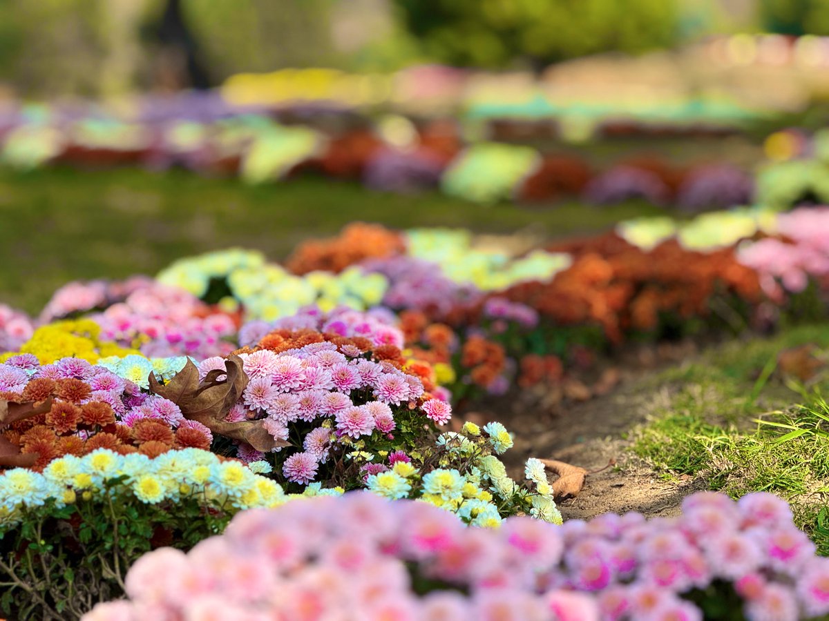 tanvirsadiq's tweet photo. Chrysanthemum Theme Park (Bagh-e-Gul-e-Dawood) here at  Botanical Garden, Srinagar which was inaugurated by Hon Chief Minister @OmarAbdullah Sb. 

A must visit. https://t.co/dTY2guDqA2