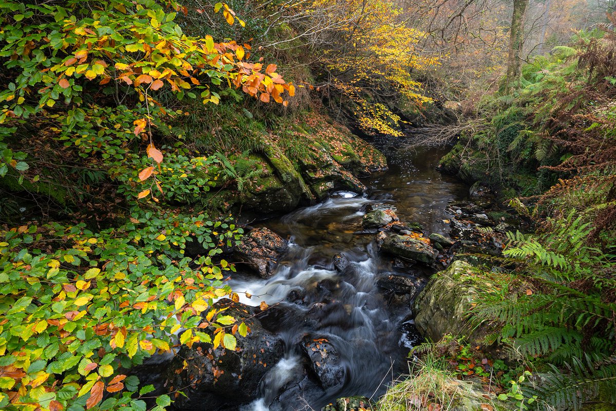Peak autumn colours in the woodland surrounding the banks of the Sulby River in the Tholt-Y-Will valley. Getting optimum autumnal landscape photos is always a delicate balancing act: too early = green / too late = gone 🍂 #iom #isleofman #autumn #landscapephotography