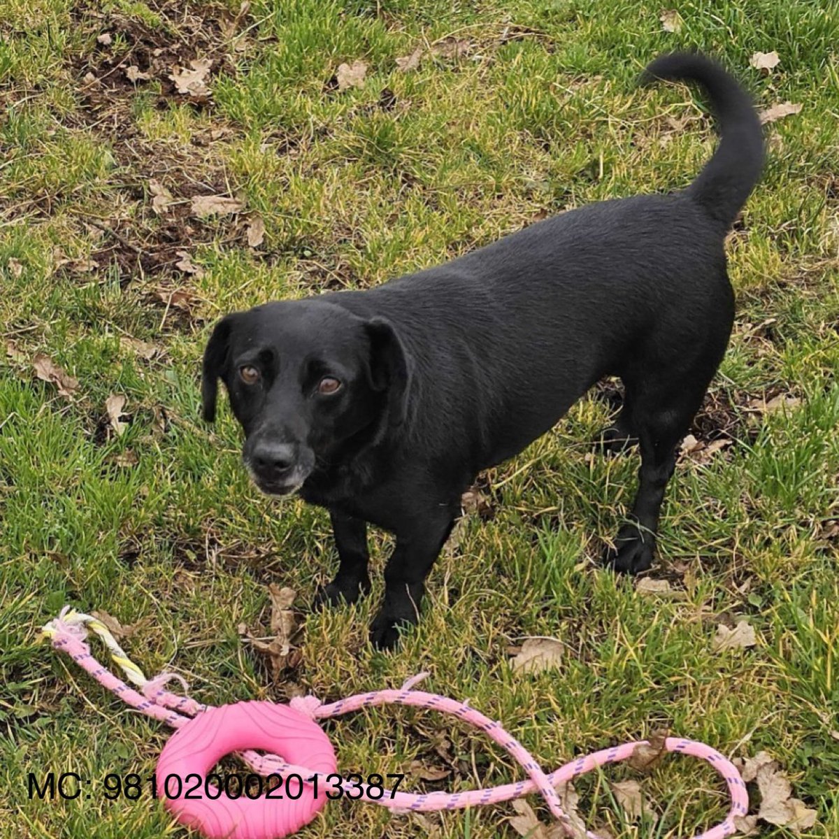 MADRA Mutts Anonymous Dog Rescue & Adoption tweet media