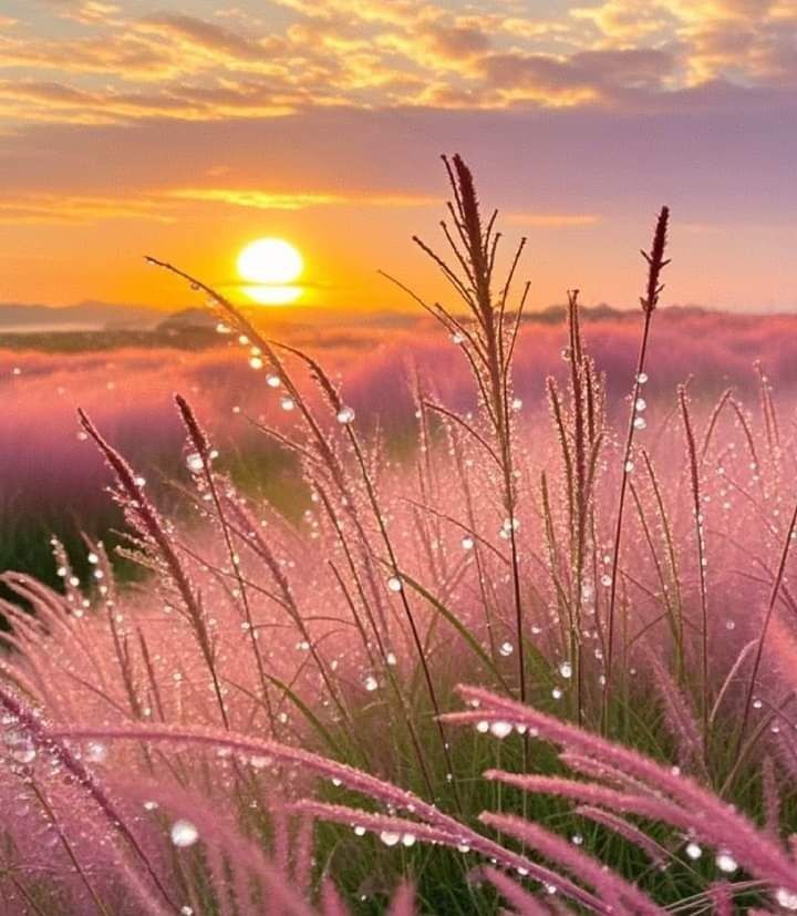 Des perles de rosée
Deviennent les perles d'amour
Dans les yeux émerveillés
Par la caresse du jour ☀️