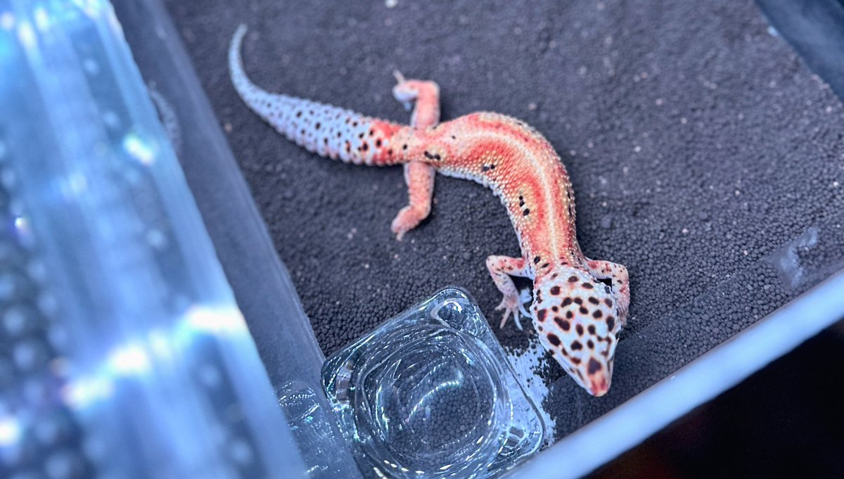 レオパード確認 楽天市場】レオパード柄 クロ ラベンダー（e15） 7910x-e15 ヒョウ柄