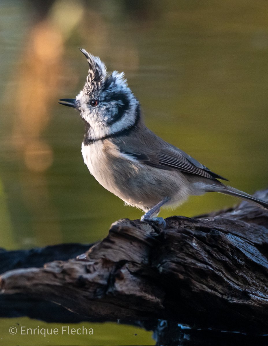 Herrerillo capuchino (Lophophanes cristatus), precioso crestado. Parque Regional del Sureste, Madrid, España, 10/25. Buen finde, un saludo. 
Orden: Passeriformes 
Familia: Paridae 
#BirdsSeenIn2025 #nikon #tamron #wildlifespain #pajareando #aves #birds #ornitologia #birdslovers