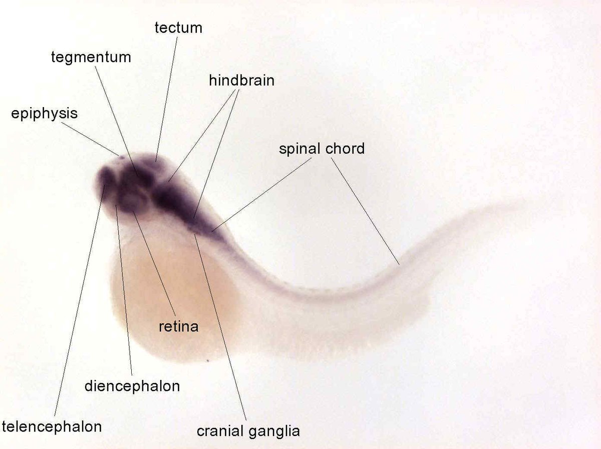 ZebrafishRock's tweet image. If you&apos;ve used @ZFINmod, you may have noticed in situ expression data by Thisse et al. This comprehensive dataset was generated by Profs. Christine and (late) Bernard Thisse. In total, 8,400+ genes are described in 29,000+ figures at different stages. #ZebrafishFunFacts
