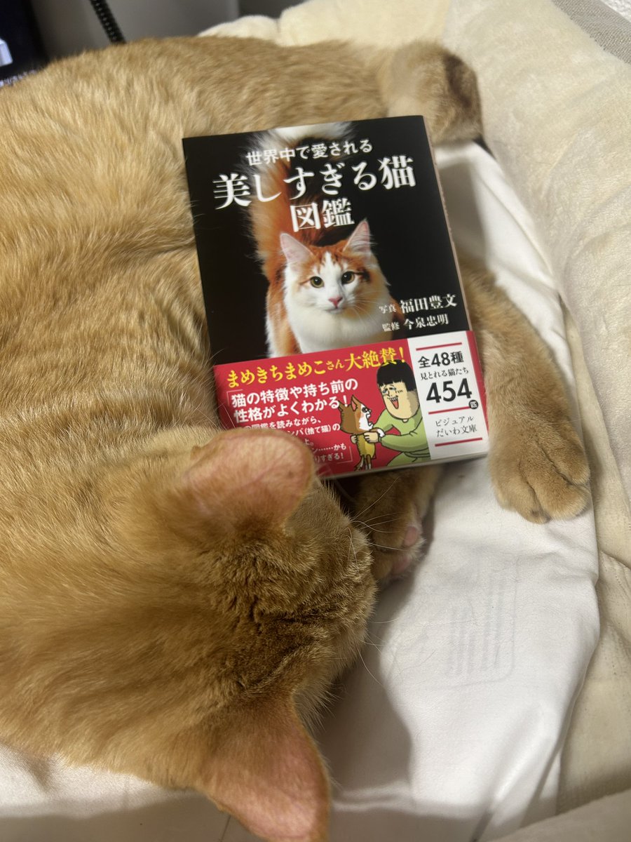 マメキチページ まめきちまめ