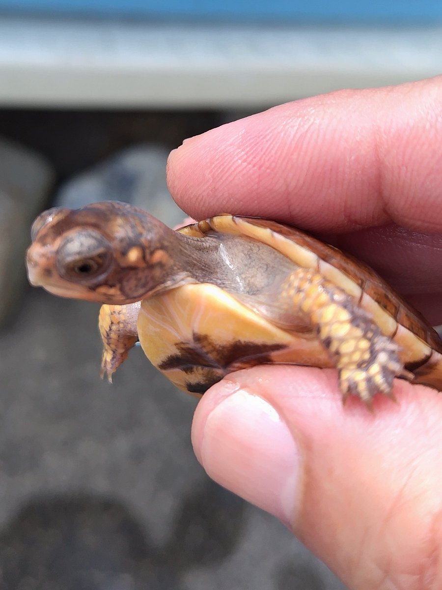 34_wgnc's tweet image. 赤みが強くどんな感じに育つか非常に楽しみな個体です。　4枚目は母親2021CBで初産卵でした。
オレンジマーク血統です。　(^⁠_⁠^)
#トウブハコガメ 
#Easternboxturtle 
#Terrapenecarolinacarolina 
#burikura