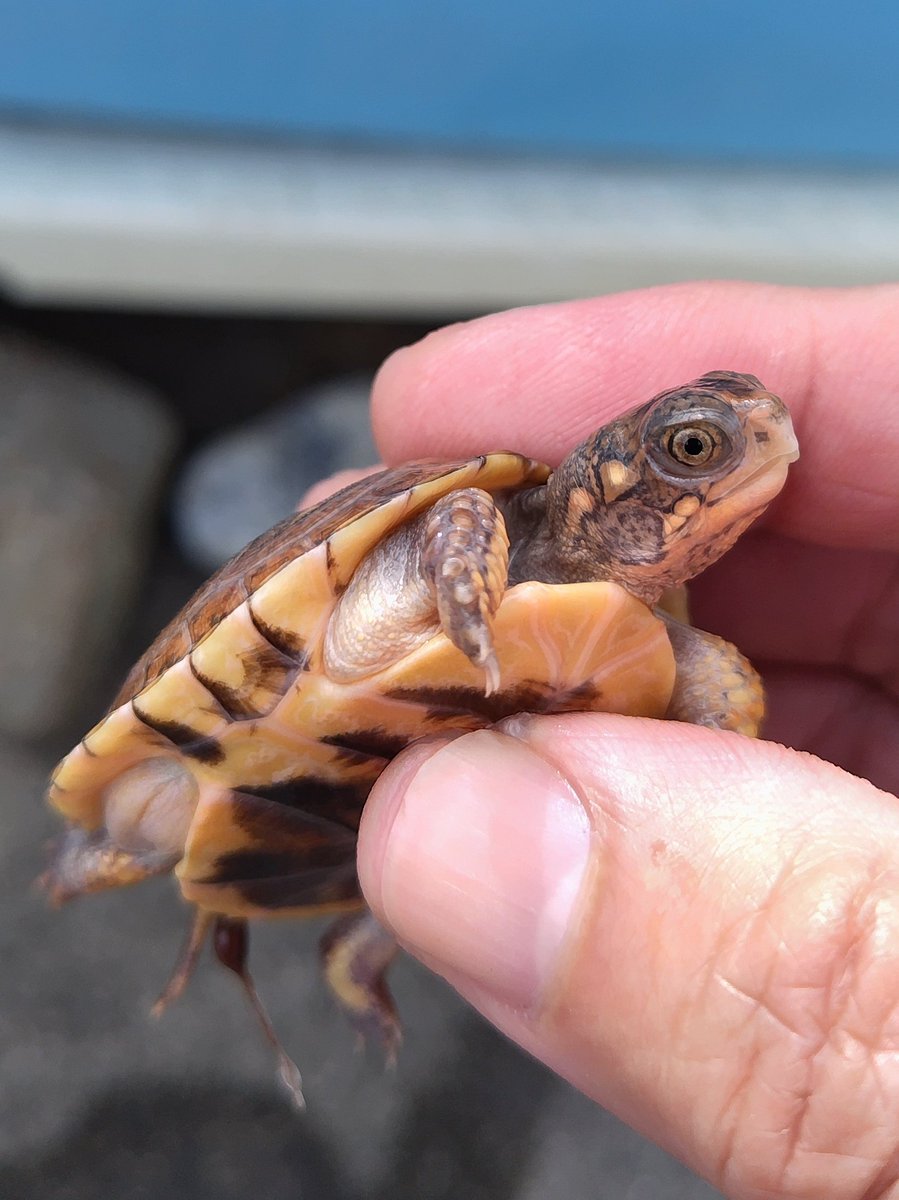 34_wgnc's tweet image. 赤みが強くどんな感じに育つか非常に楽しみな個体です。　4枚目は母親2021CBで初産卵でした。
オレンジマーク血統です。　(^⁠_⁠^)
#トウブハコガメ 
#Easternboxturtle 
#Terrapenecarolinacarolina 
#burikura