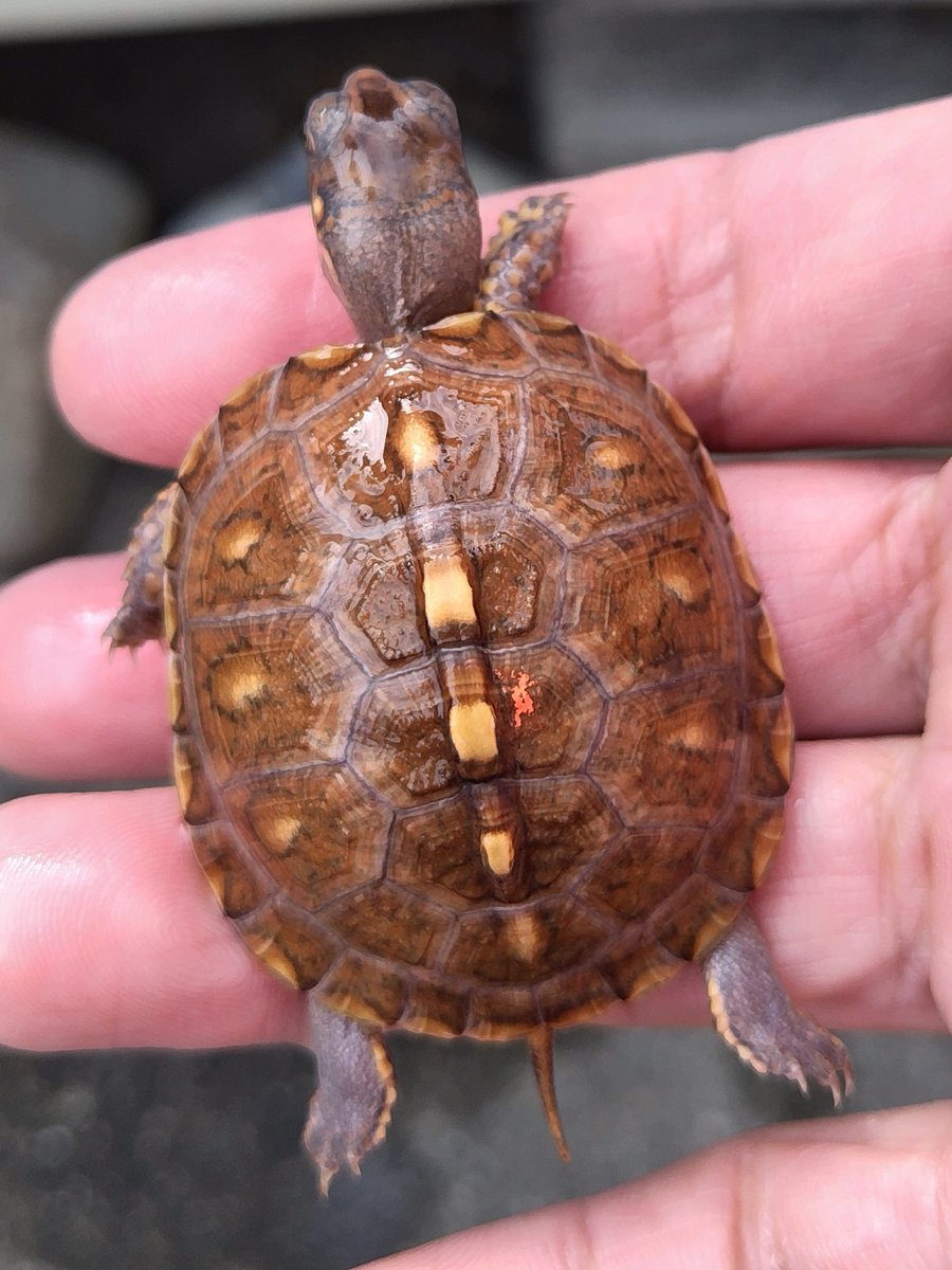34_wgnc's tweet image. 赤みが強くどんな感じに育つか非常に楽しみな個体です。　4枚目は母親2021CBで初産卵でした。
オレンジマーク血統です。　(^⁠_⁠^)
#トウブハコガメ 
#Easternboxturtle 
#Terrapenecarolinacarolina 
#burikura