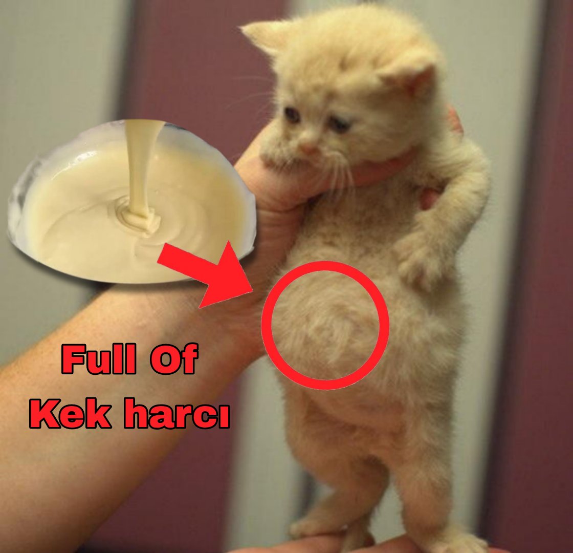 Zuzu Chan (@zuarchiv) on Twitter photo 