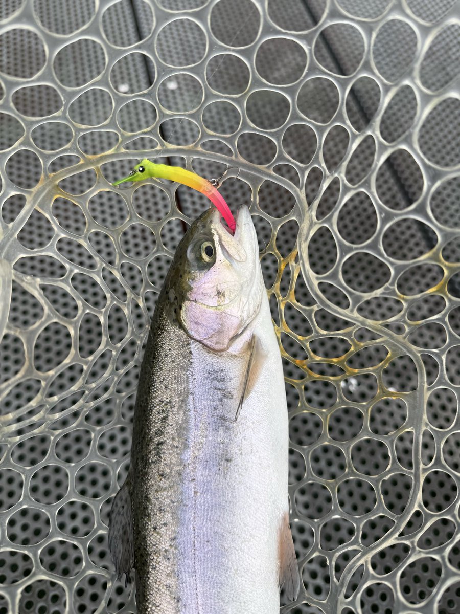 宜しくお願いし鱒 もっちー on X