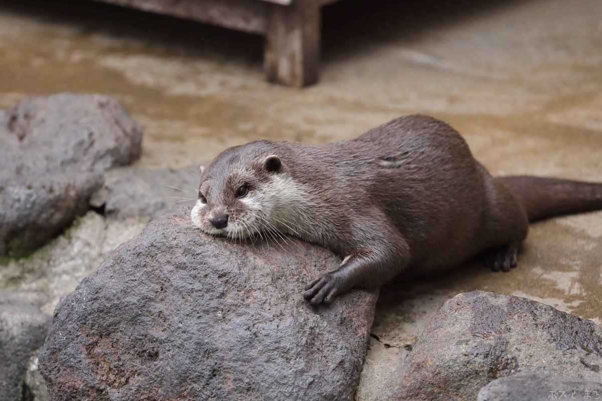 コツメカワウソ