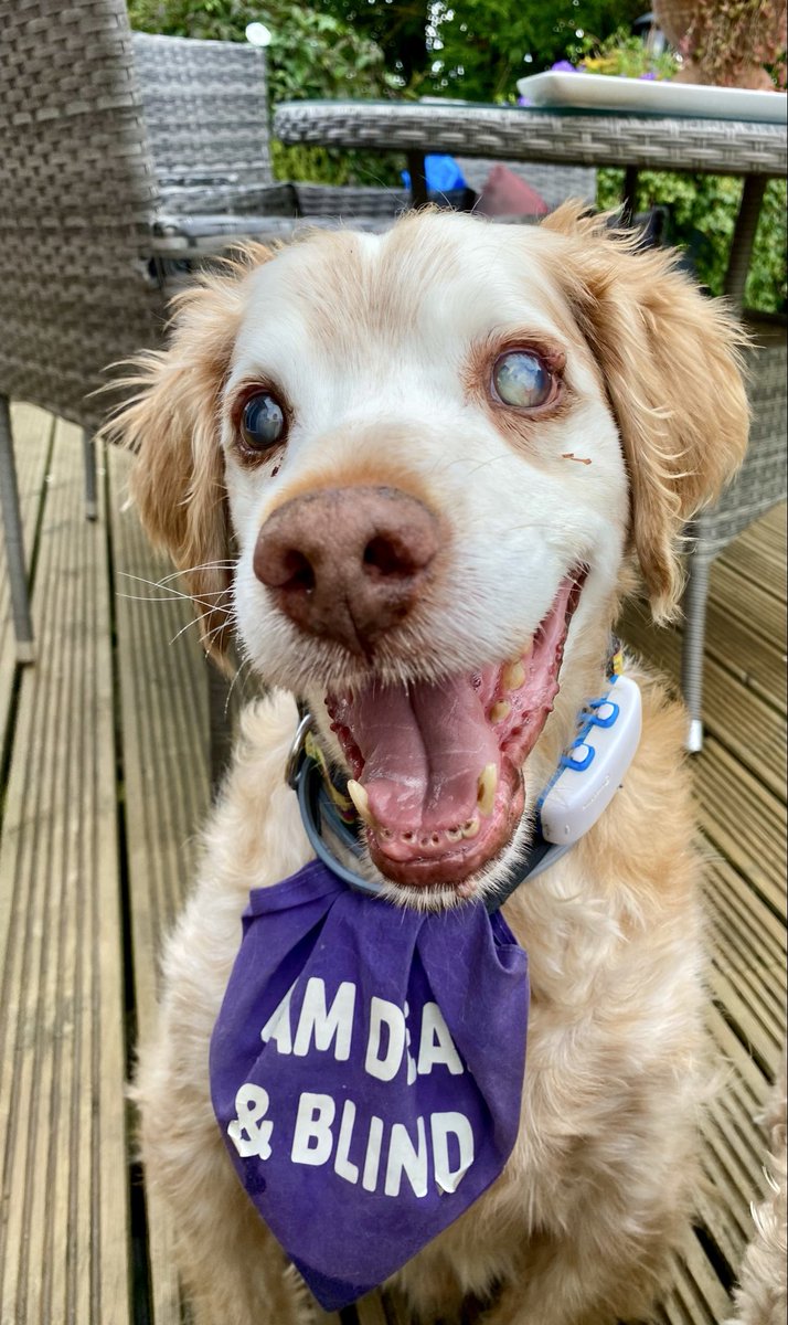Super Spaniels tweet media