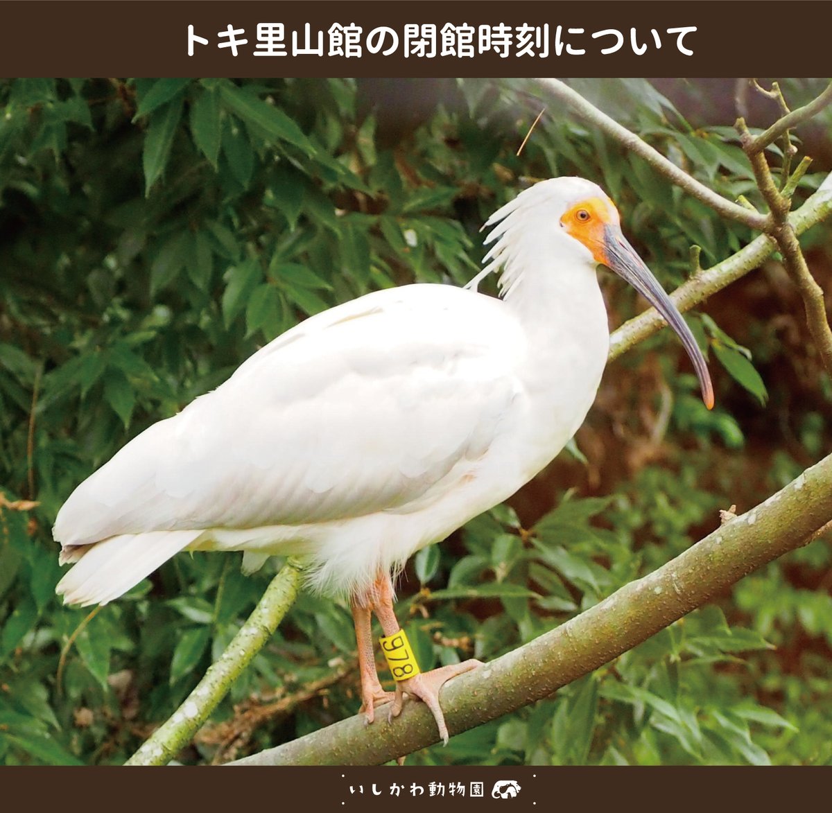 いしかわ動物園　トキ　ピンズ いしかわ動物園【公式】 on X