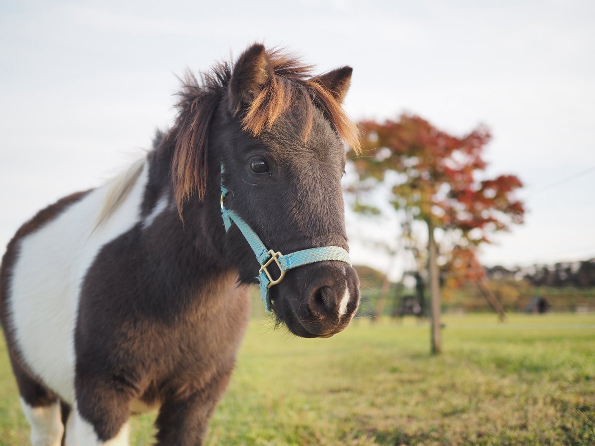 ぽんぽん　様 ぽんぽん🐾 (@franchise_pon) / Posts / X