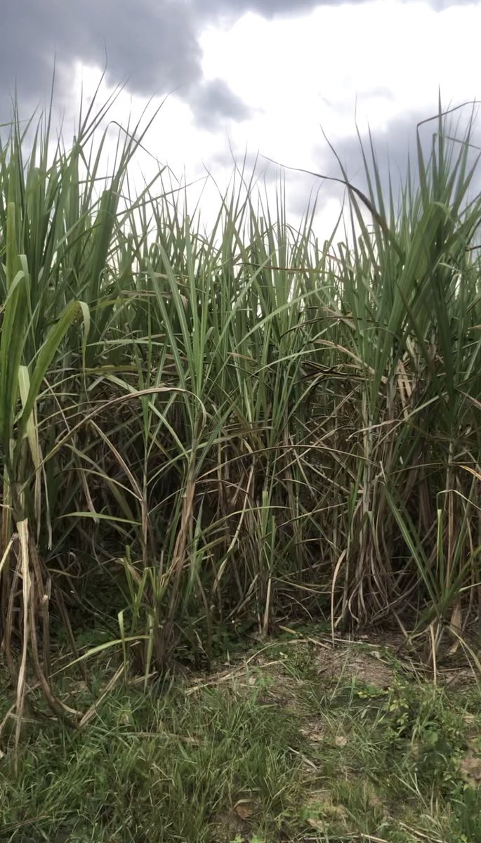 soilPulse's tweet photo. At a sugar cane farm in mukono, weeds were being burnt to expand fields. Our team will guide the farmer to mulch, leave residue, add compost, restoring soil and building resilience all measurable for carbon credits. https://t.co/IzxtEEbQS3