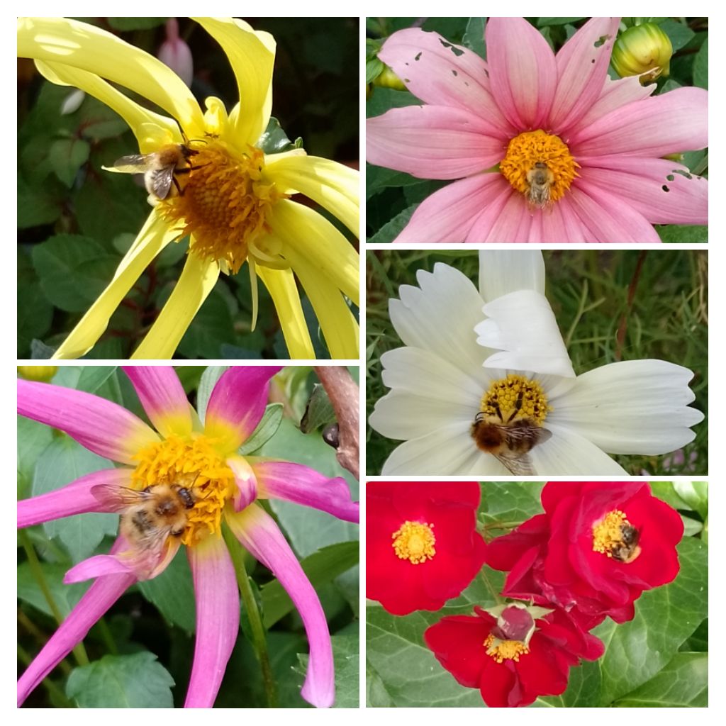 Was aiming for 6 but the last one got cross with me disturbing her feeding time so here's 5 bees feeding/resting for #SixonSaturday 
#MyGarden
#FlowersOnX #bees