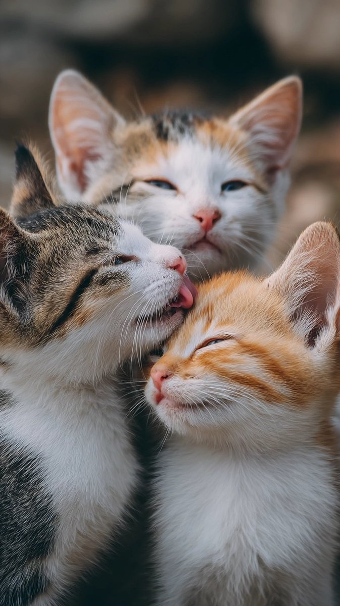 Zaina kazmi (@syeda66110) on Twitter photo 