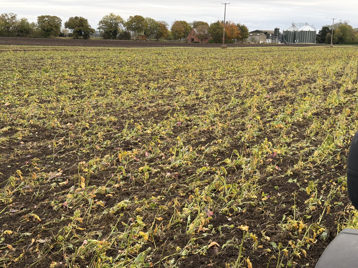 Daniel Brown tweet media