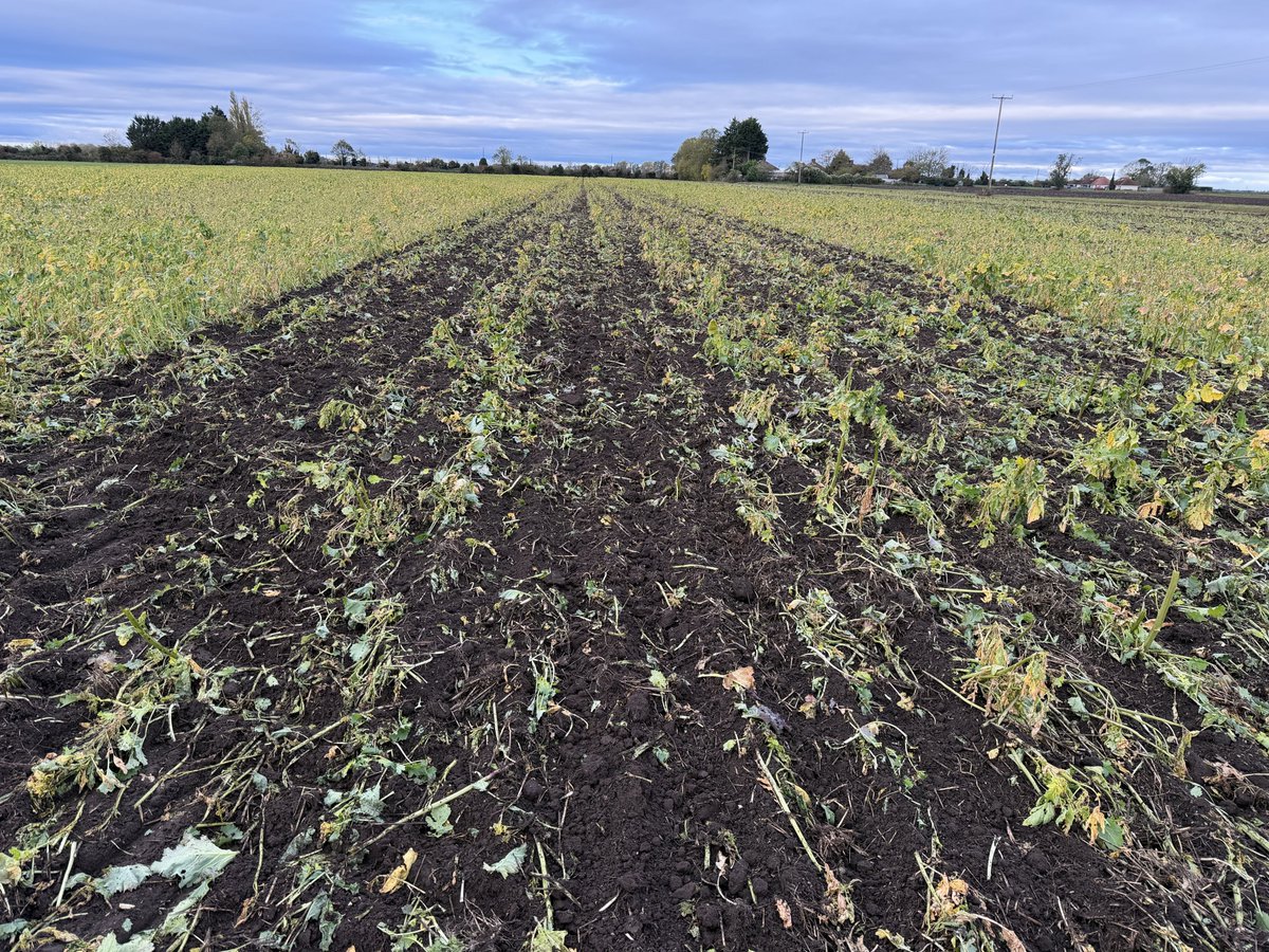 Daniel Brown tweet media