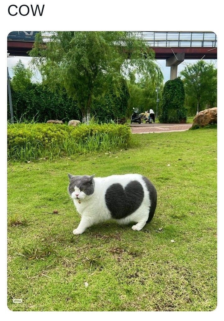ShouldHaveCat's tweet photo. https://t.co/kIQHvEMSKV