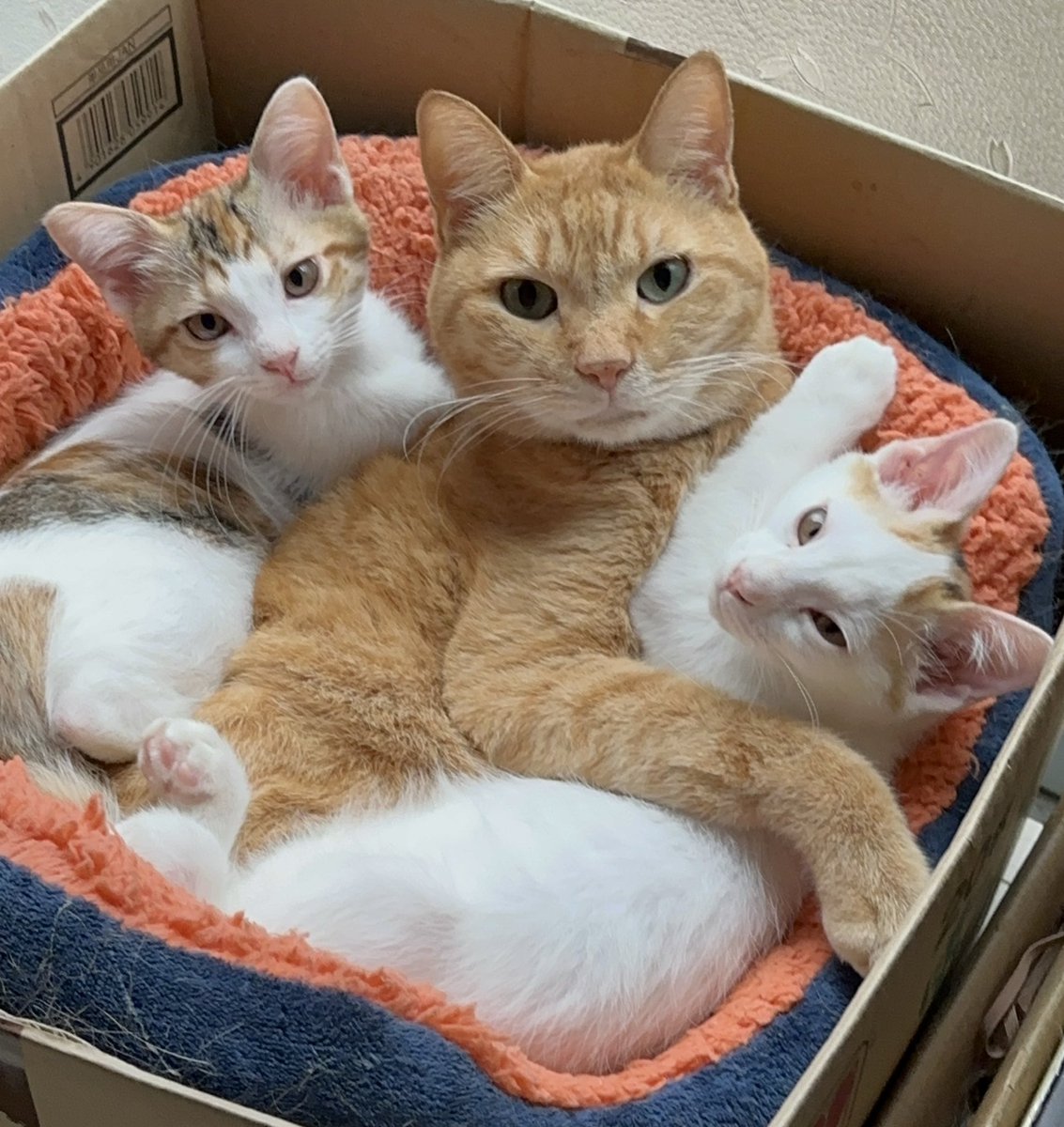 直美ねこ かつら猫 2025 250213 - YouTube