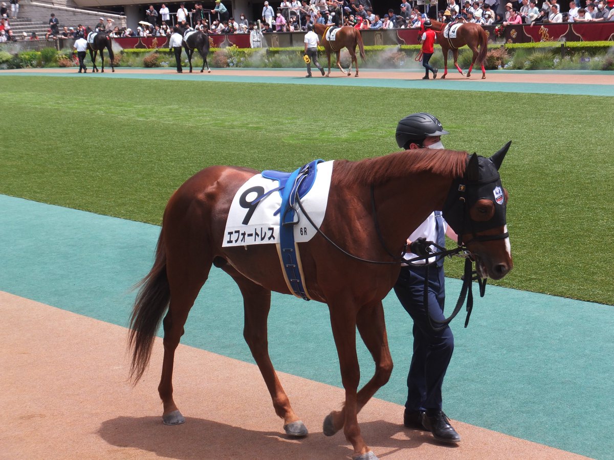 R_E_Y_D_E_O_R_O's tweet image. 精進湖特別に出走するエフォートレス NHKマイルCの日の写真 4枚目に映っているのは嘉藤調教師かな？