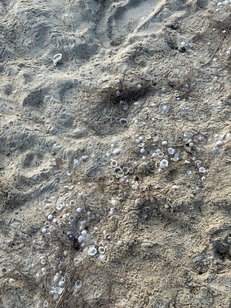 ainzulfaee's tweet photo. Pantai tak pernah menolak ombak, seperti kita tak pernah menolak takdir🌙
#Journaries 
#JRN500B
#DigitalJournalism 
#beach #BeachLife 
#kemaman https://t.co/0QYZC2Bwcc