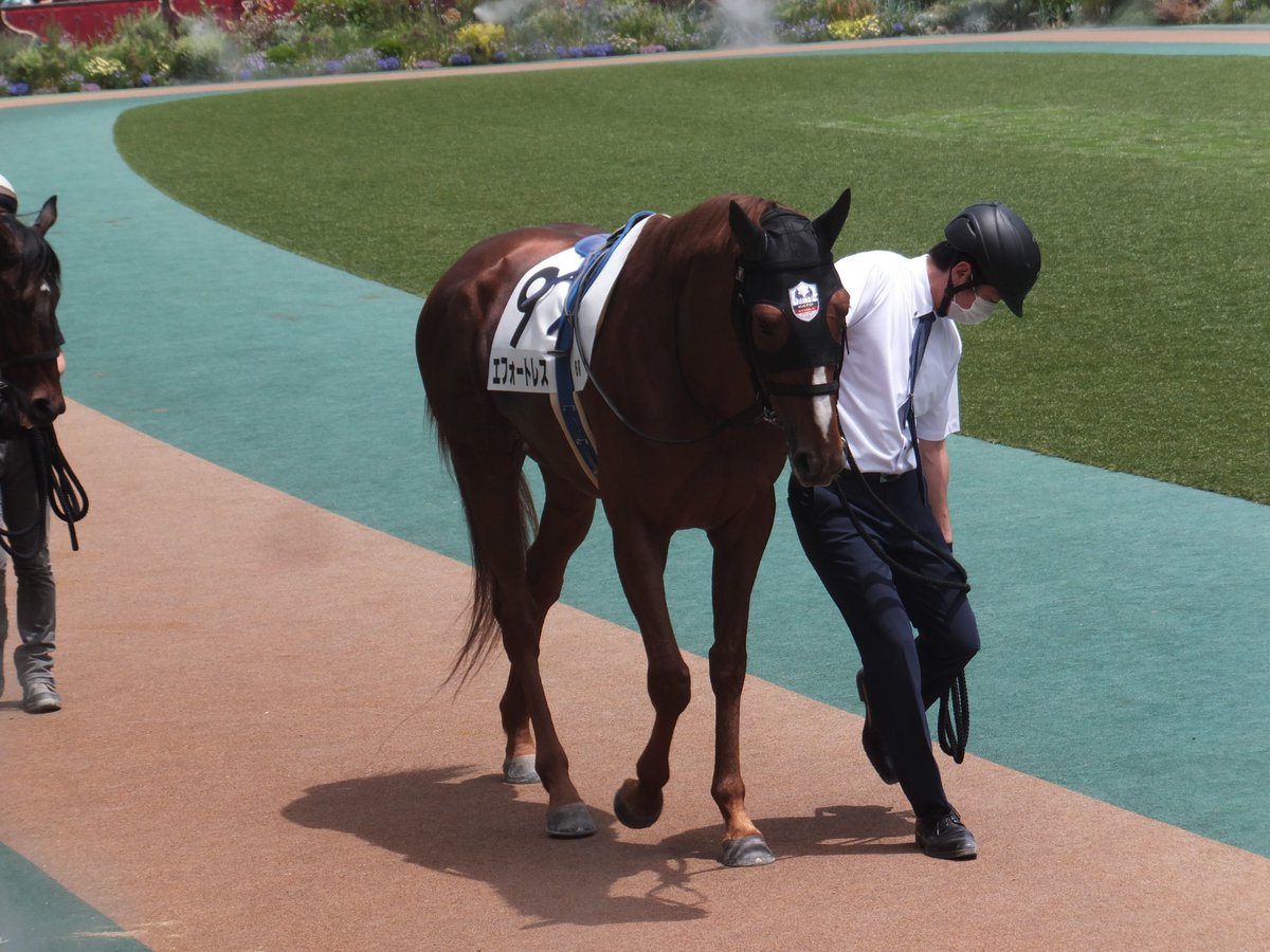 R_E_Y_D_E_O_R_O's tweet image. 精進湖特別に出走するエフォートレス NHKマイルCの日の写真 4枚目に映っているのは嘉藤調教師かな？