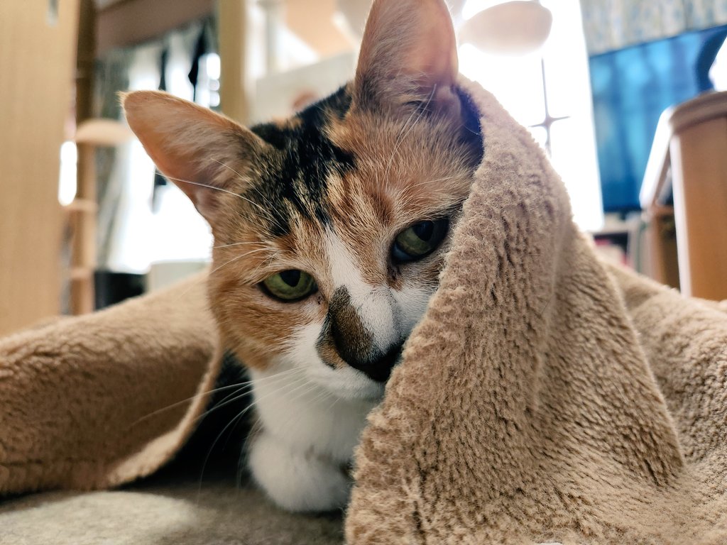 mogu_pero2's tweet image. ぬくぬく  #保護猫  #猫のいる暮らし