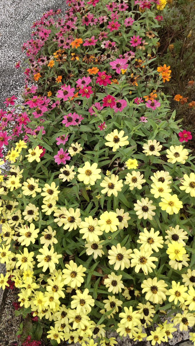 あめふり土曜日🌂
みちばたが…AKB4️⃣8️⃣～♪💃～🏵️☘️🌸☘️🌼☘️💮☘️でした～❤️🤍

#TLを花でいっぱいにしよう