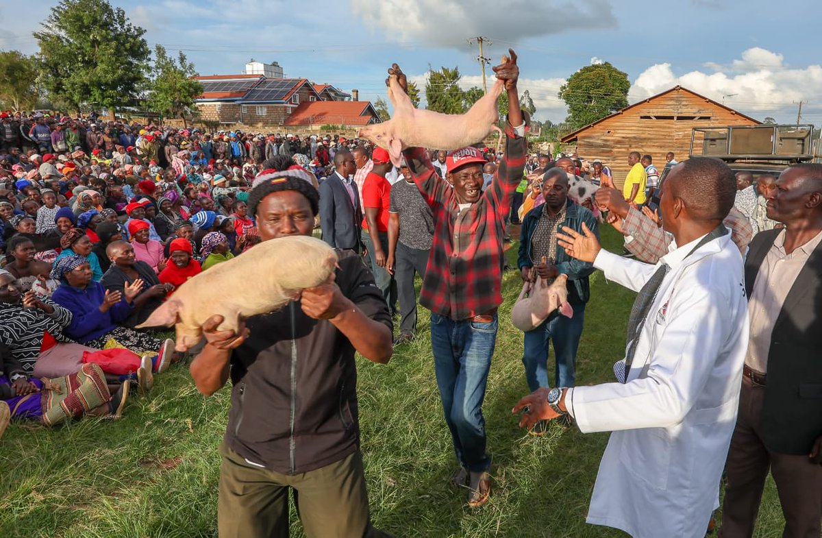 Wamatangi’s vision has turned agriculture into opportunity. Farmers receive tools, training, and support. Kiambu shining with empowerment rooted in genuine Wanjiku Focus. #WamatangiThePerformer