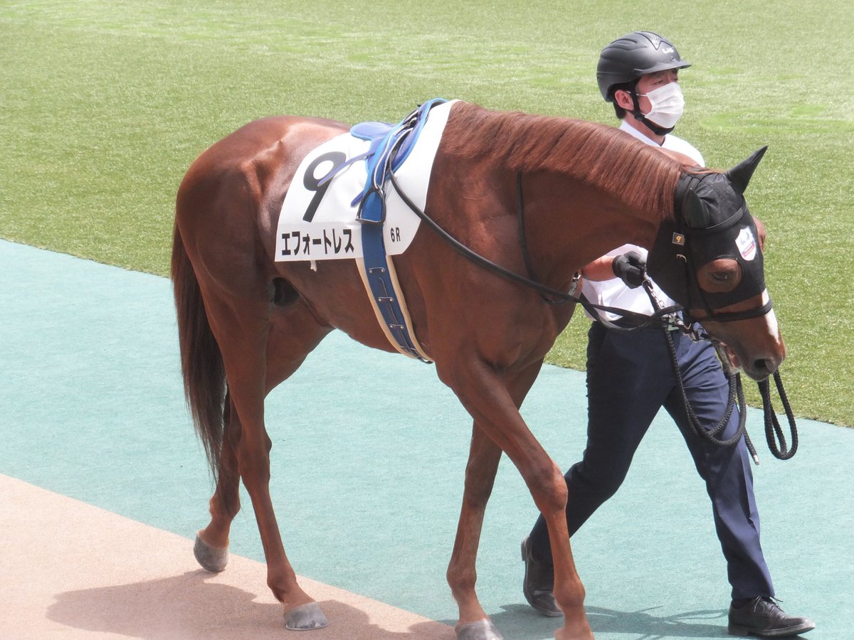 R_E_Y_D_E_O_R_O's tweet image. 精進湖特別に出走するエフォートレス NHKマイルCの日の写真 4枚目に映っているのは嘉藤調教師かな？