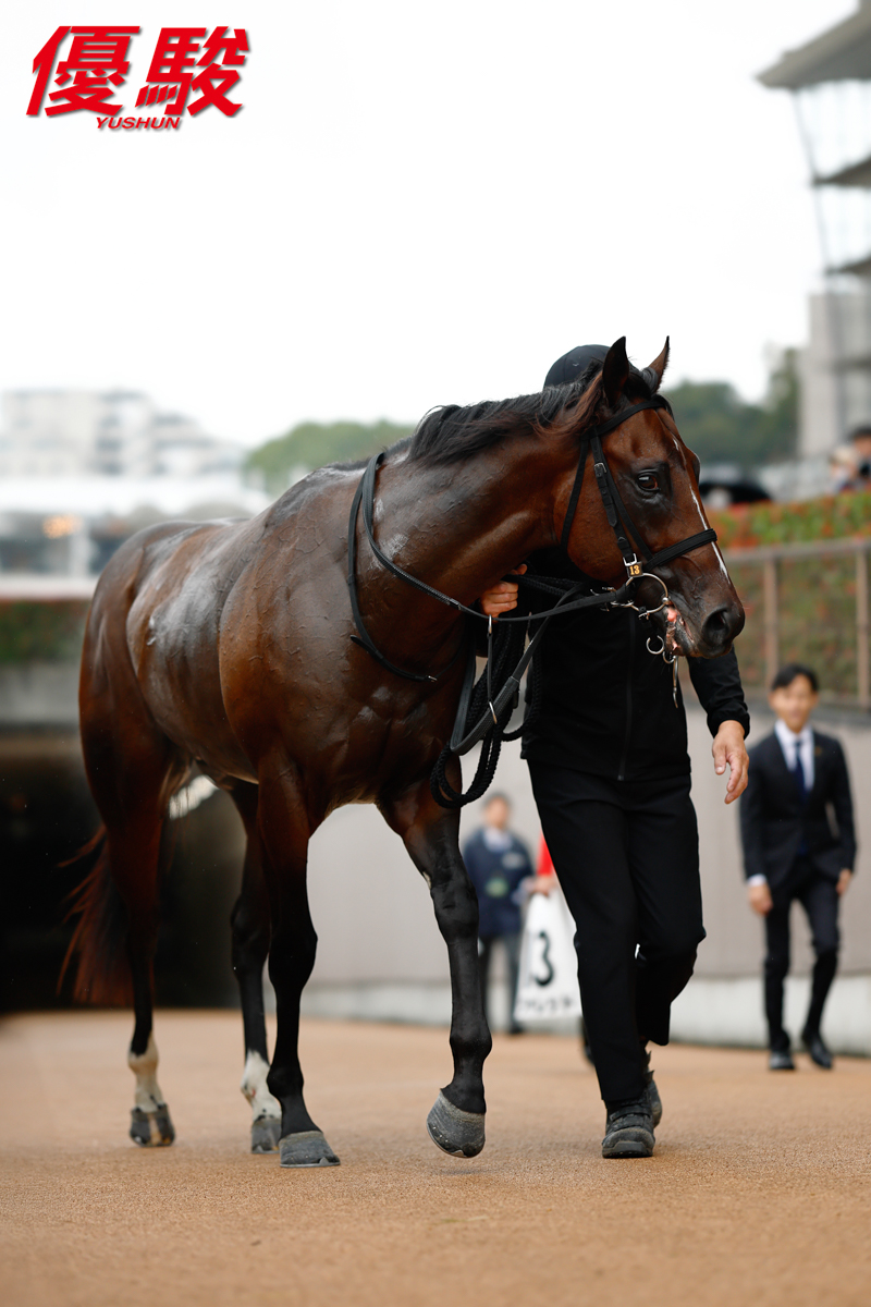 YUSHUN DVD Collection 競馬４８枚 YUSHUN DVD Collection 競馬48枚 - メルカリ