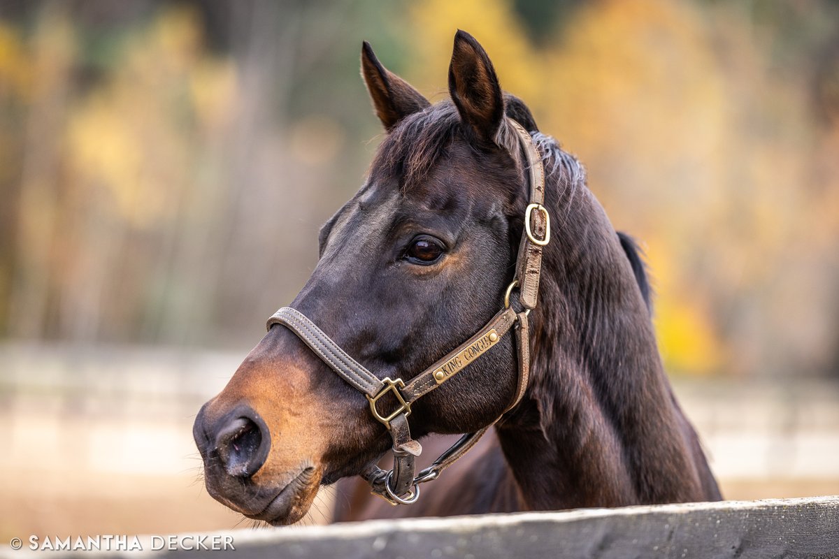King Congie, the mayor of <a href="/OldFriendsCC/">Old Friends at Cabin Creek</a>, fall 2023.  Meet Congie and his pals today from 12-3 at the farm!