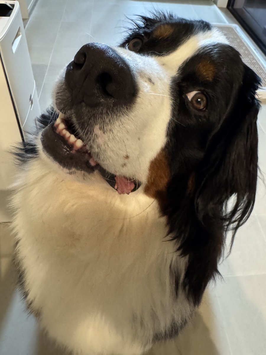 なにくれるの？と首をかしげる犬