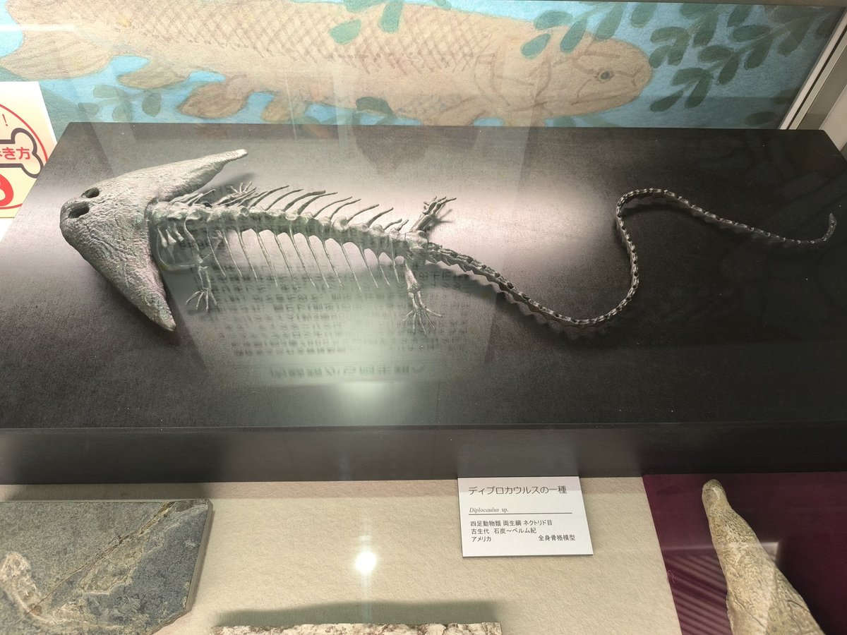 ディプロカウルス 化石 ディプロカウルス 化石 - メルカリ