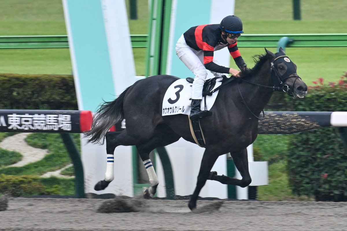 KOH🐴📷@🦉in 社畜中🐷 on X