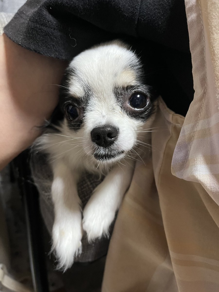 chiwawa_chie's tweet photo. （おばあちゃんのわきから）こんにちは(^o^)

#チワワ党 #チワワのいる暮らし #犬好きさんと繋がりたい #犬のいる暮らし #しじみ目犬 https://t.co/LJXJElJwdS