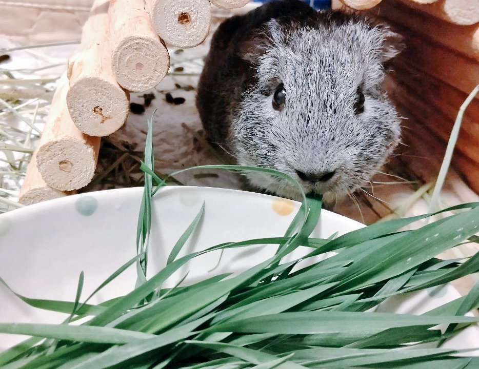 本日はコアラ🐨の日…という事で😌

 #コアラの日
 #こあたん