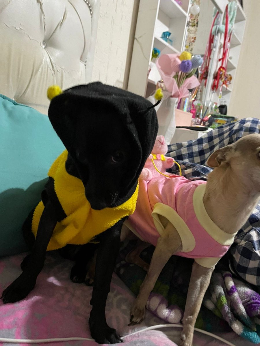 Genesis60467314's tweet photo. Mis bebés 🥰 https://t.co/JZVykfdNBA