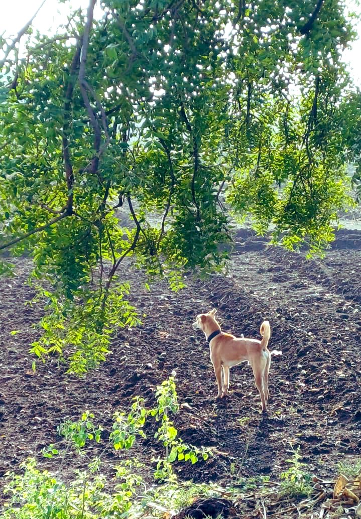 CoderRuntime's tweet image. Sometimes stepping away for a bit helps you come back stronger and clearer.
छत्रपती संभाजीनगरची सकाळ 🌅✨
#छत्रपतीसंभाजीनगर #ShortBreak #MaharashtraDiaries
