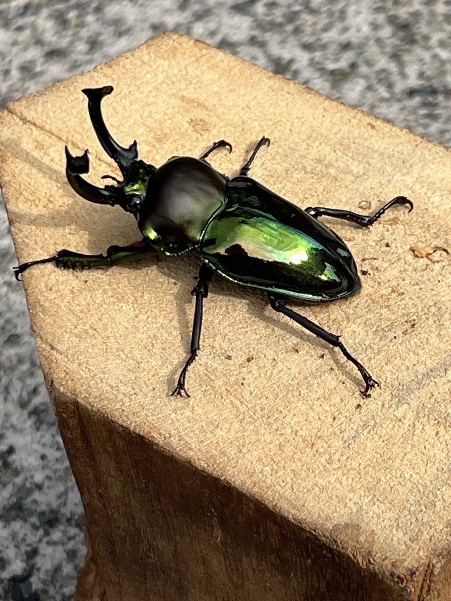 ちょこざいブレイン　アワサンゴ yamagoya on X